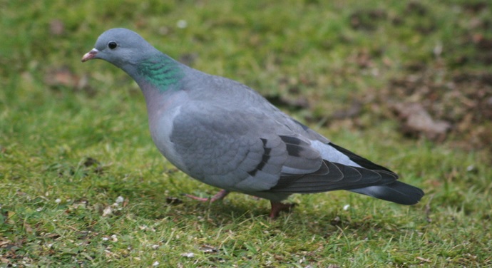 <p>zařaď živočicha do systému</p><p>Třída - řád - čeleď - druh čeština (latina)</p>
