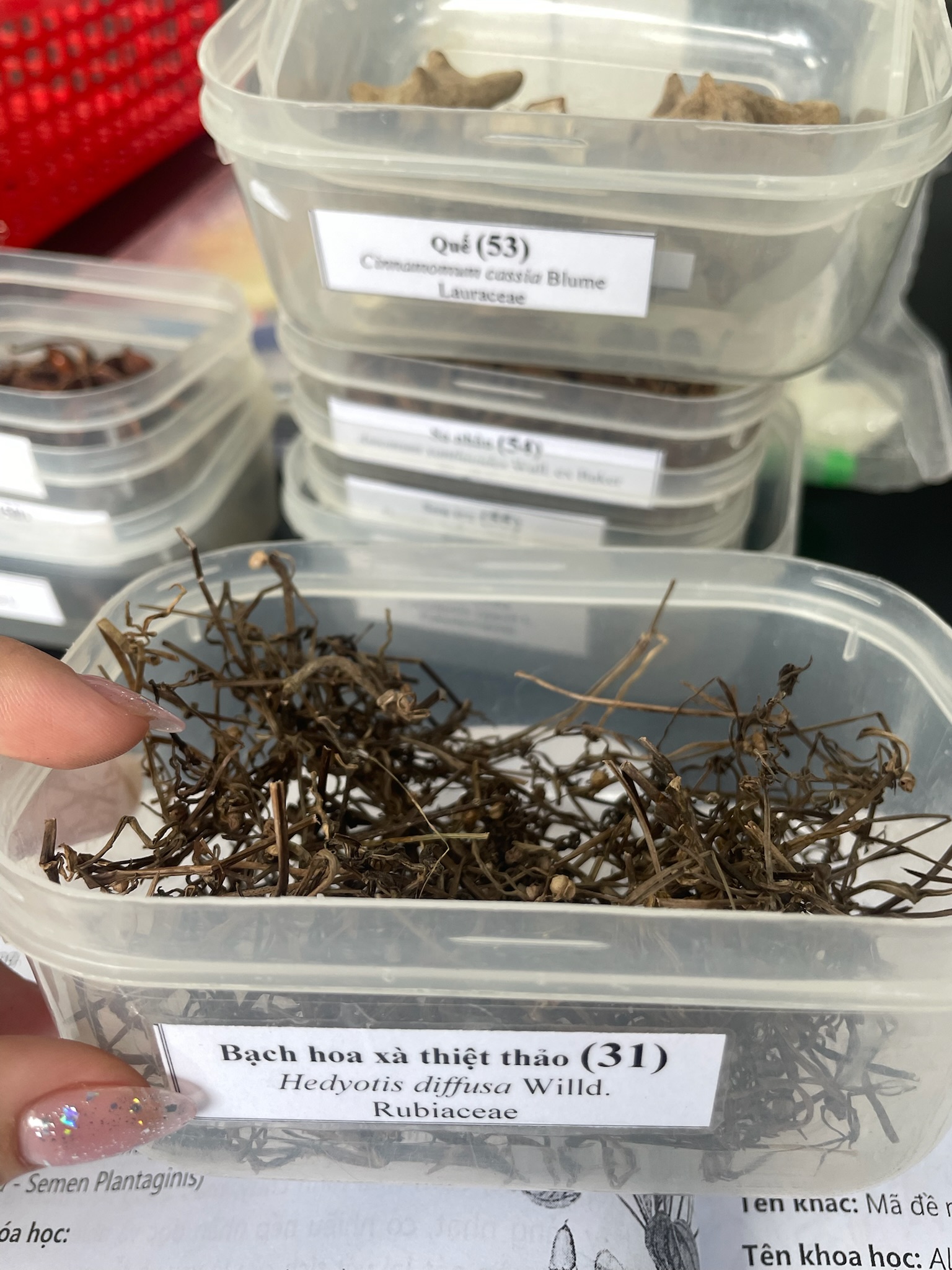 <p>Bạch hoa xà thiệt thảo</p><p><em>Hedyotis diffusa</em></p><p>Rubiaceae</p>