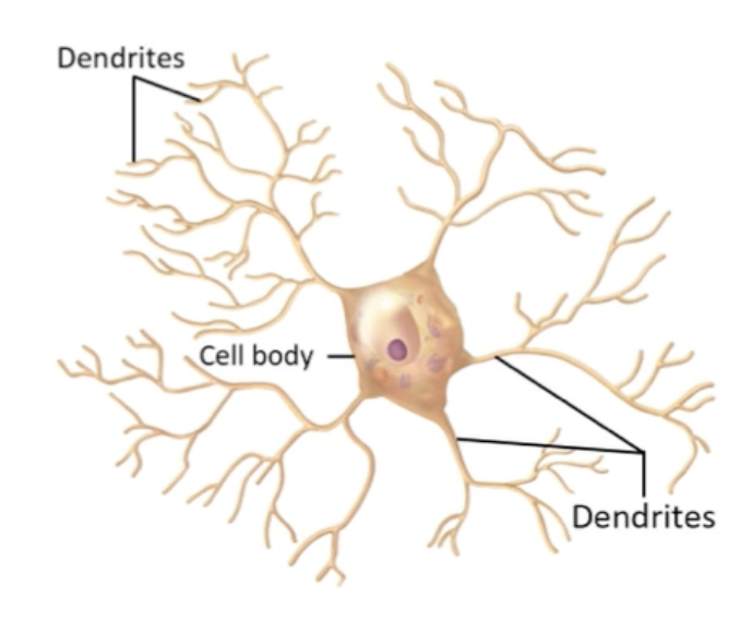 <ul><li><p>Dendrites only, no axons </p></li><li><p>Some interneurons</p></li></ul>