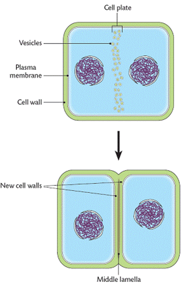 <p>In a plant cell, midline of dividing cells. Becomes the cell wall eventually.</p>