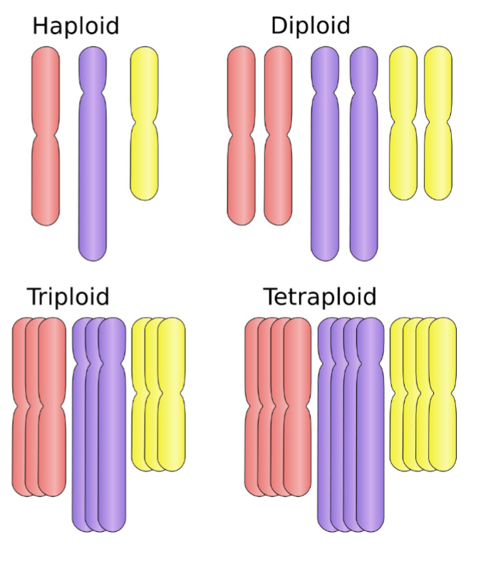 <p>Adults have more than 2 of each chromosome</p><ul><li><p>triploid, tetraploid, hexaploid + octoploid</p></li></ul><p></p>
