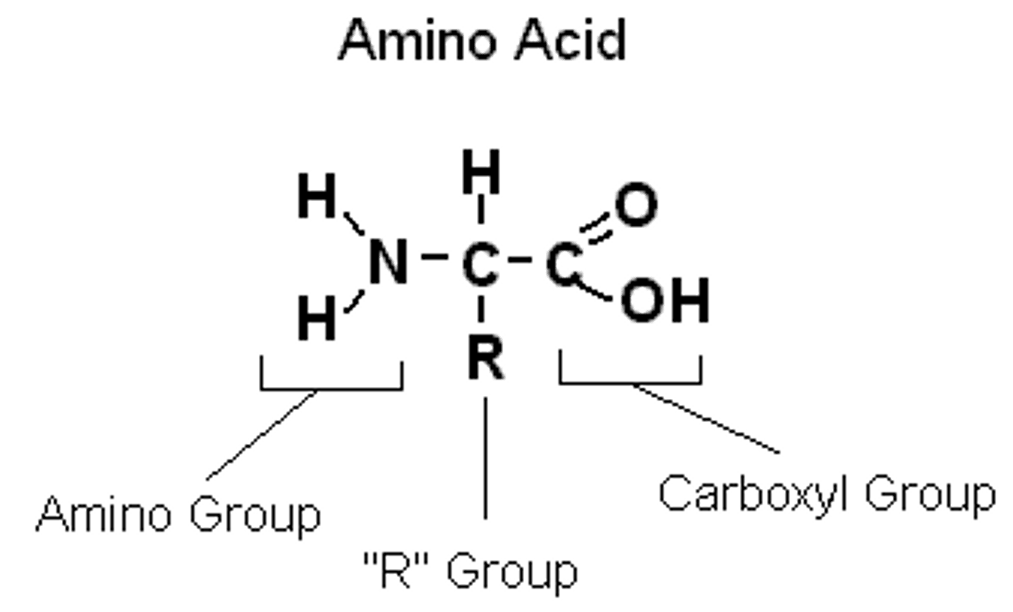 <p>Amine group; carboxyl group; central carbon with H and R group</p>