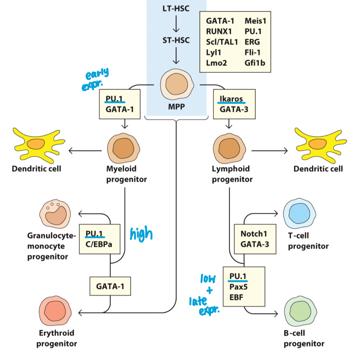 <p>Low PU.1 leads to a lymphoid fate, while high PU.1 leads to a myeloid fate.</p><p>Overall: Pluripotency maintenance in hematopoietic stem cells (HSCs) is controlled by an array of factors.</p>