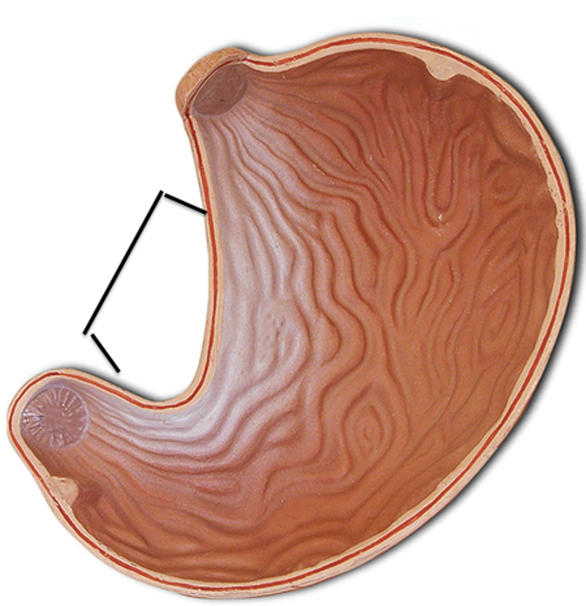 <p>concave medial surface of the stomach</p>