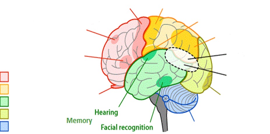 <ul><li><p>hearing</p></li><li><p>facial recognition</p></li></ul>