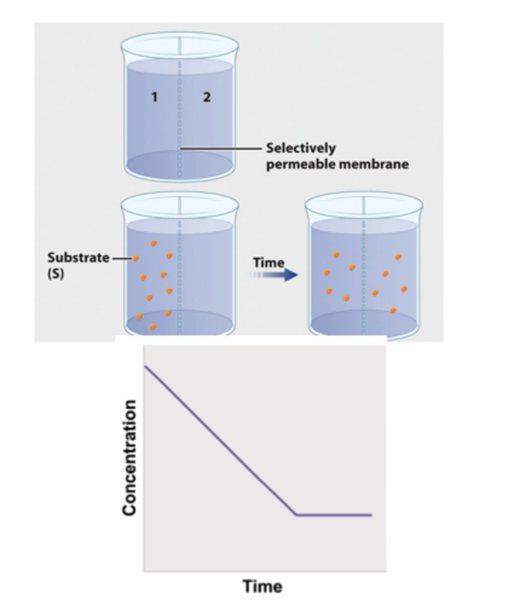 <p>1. To show the formation of an enzyme/substrate complex, a container is separated into two compartments by a semipermeable membrane.<br> 2. The membrane is permeable to β-galactoside and βthiogalactoside, but not permeable to the enzyme. <br>3. In the first beaker, radioactively labeled βthiogalactoside is added to compartment 1, and its movement is followed by measuring the level of radioactivity in the two compartments. <br>4. Over time, the level of radioactivity becomes the same in the two compartments.</p>