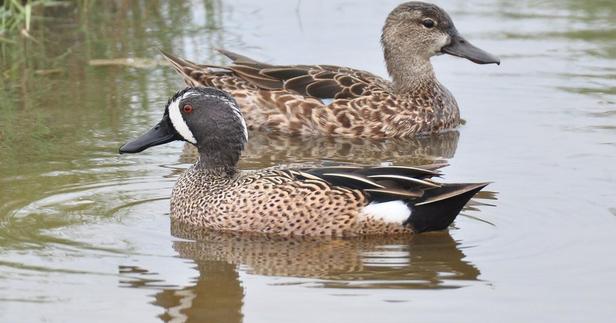 <p>distinctive blue wing patch, males have white crescent on face</p>