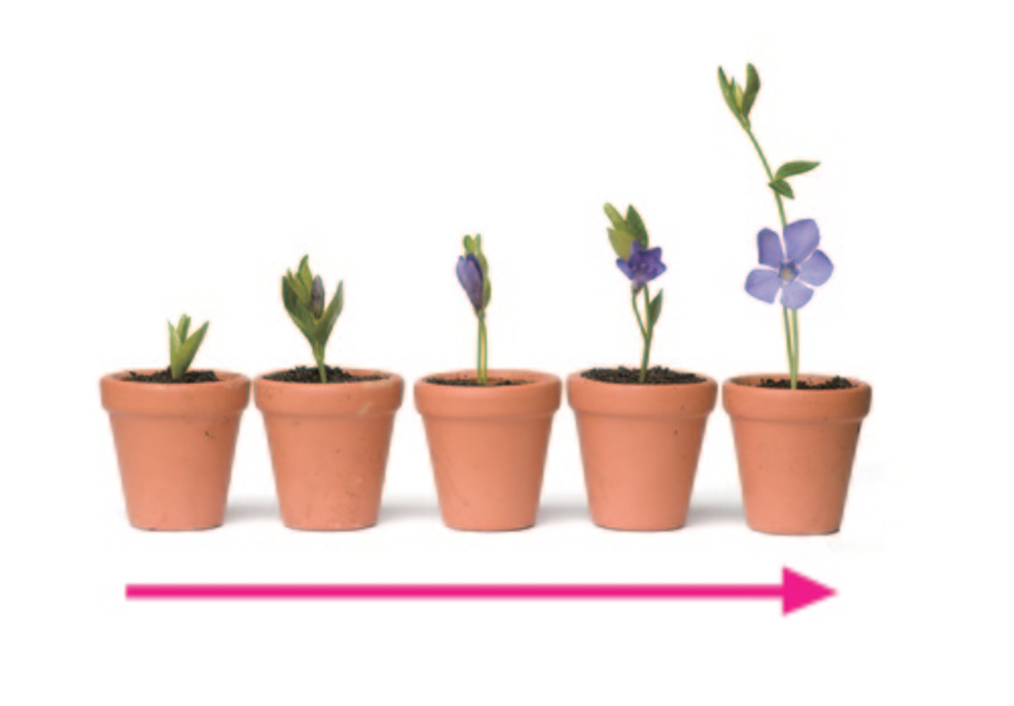 <p>to increase in size or become larger: phát triển</p>