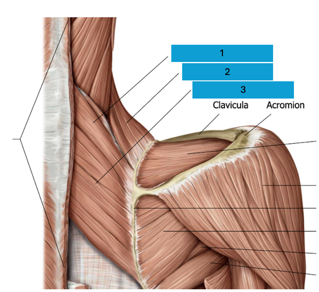 <p>Diepe dorsale schoudergordelspieren</p>