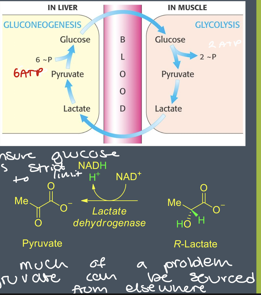 <ul><li><p>recycles R-lactate to glucose </p></li><li><p>lactate is transported from muscle to liver in blood </p></li><li><p>lactate dehydrogenase in liver converts R-lactate to pyruvate </p></li><li><p>pyruvate is converted to glucose by gluconeogenesis </p></li><li><p>process requires input of 6 ATP per glucose molecule a</p></li></ul><p></p>