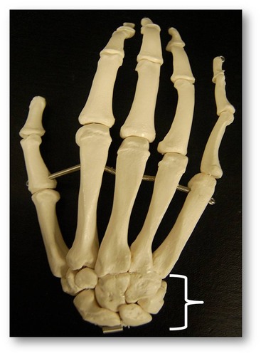 Name this group of bones.