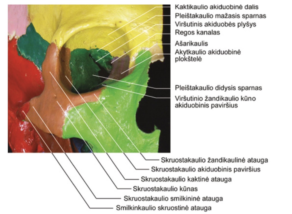 <p>Virsutine siena - <span><span>kaktikaulio akiduobinė dalis ir pleištakaulio mažasis sparnas</span></span></p><p><span><span>Apatine siena - viršutinio žandikaulio kūno akiduobinis paviršius ir skruostakaulis</span></span></p><p><span><span>Vidine siena - viršutinio žandikaulio kaktinė atauga, ašarikaulis, akytkaulio akiduobinė plokštelė ir pleištakaulio kūnas</span></span></p><p><span><span>Sonine siena - pleištakaulio didysis sparnas ir skruostakaulis</span></span></p>