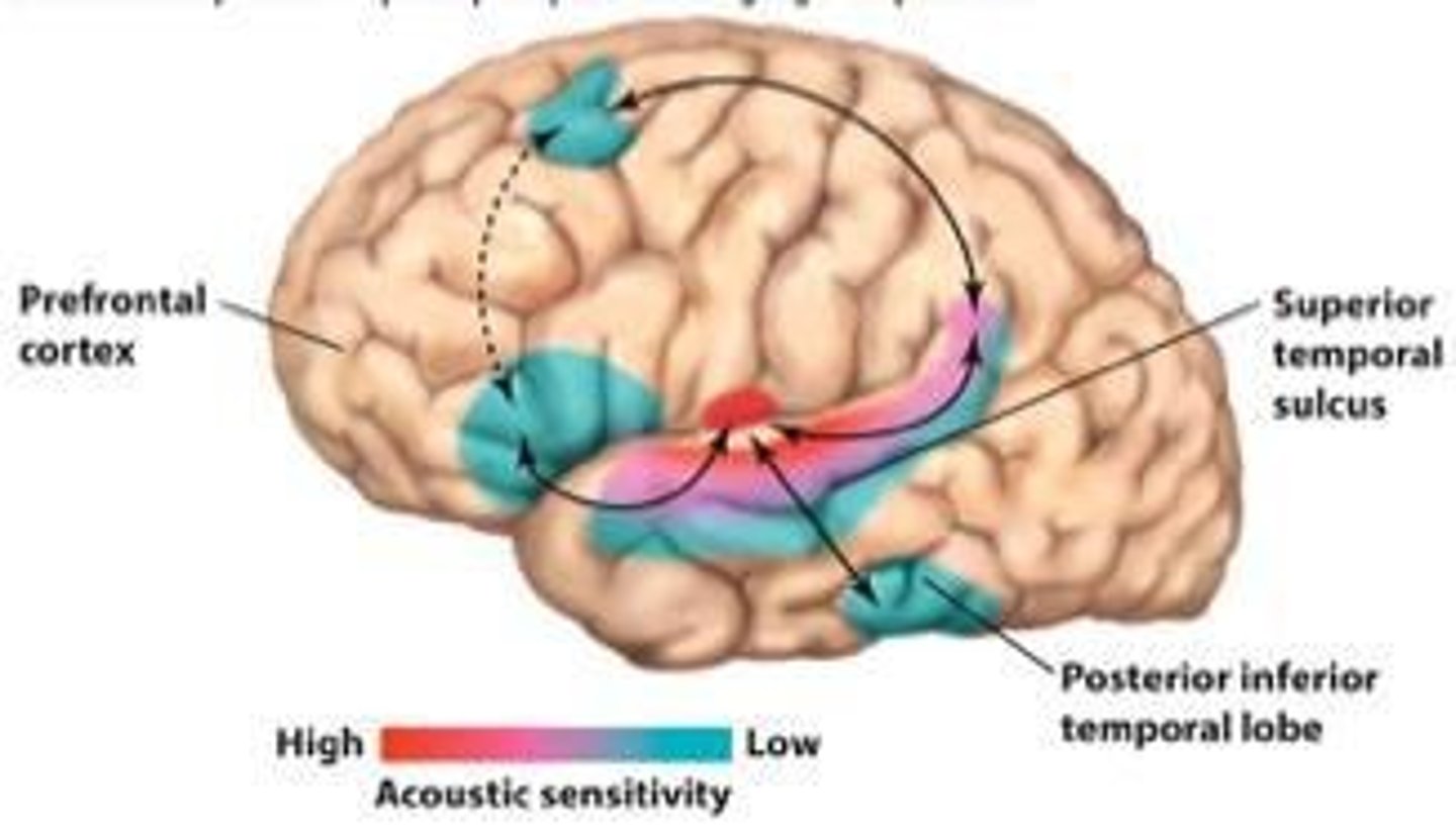 <p>It is involved in language comprehension and production, specifically within the left perisylvian language network.</p>
