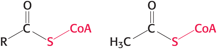 <p>Activated carrier of two carbon fragments </p><ul><li><p>a carrier of acyl groups that is derived from vitamin B5 (pantothenate) </p><ul><li><p>The reactive part is its terminal sulfhydryl group  </p></li><li><p>Acyl groups are linked to __ by thioester bonds to form an acyl __</p></li><li><p>Acetyl linked to is called acetyl __. </p></li></ul></li></ul><p></p>