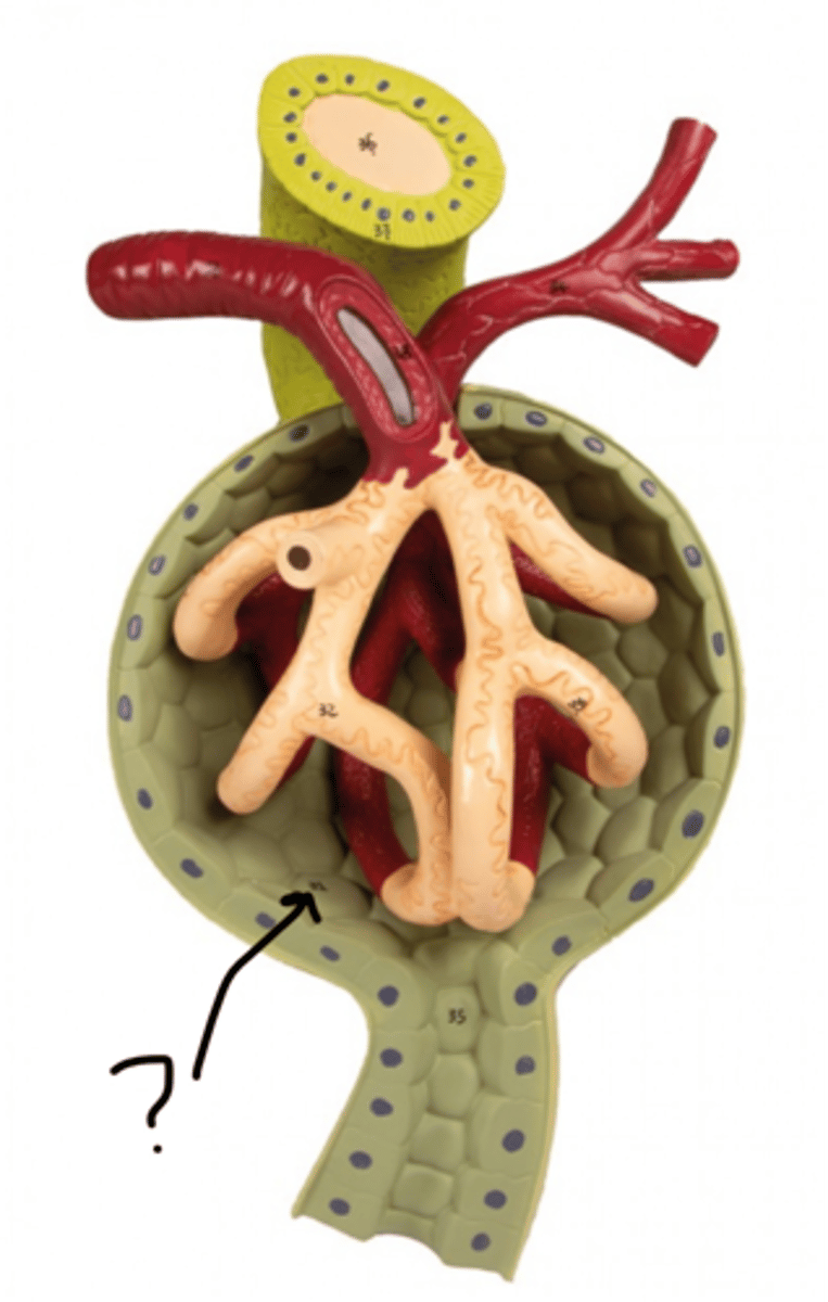 <p>Name this structure</p>