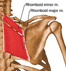 <p>scapula retraction </p>