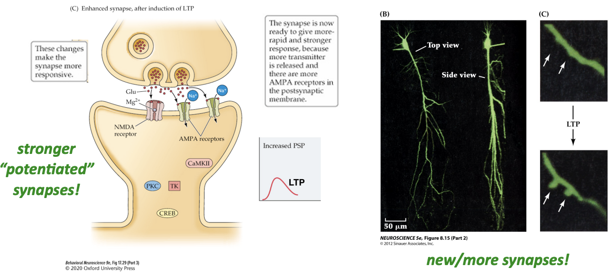 <ul><li><p>Left: In the short term (within minutes), LTP induces physiological changes in neurons (e.g. more NT release, more AMPARs, or both) that enhance/strengthen the synaptic connection between communicating neurons </p></li><li><p>Right: In the long term (within a few days), LTP can cause structural changes in neurons such as the growth of more dendritic spines—more synaptic connections between communicating neurons = stronger connection!</p></li></ul><p></p>