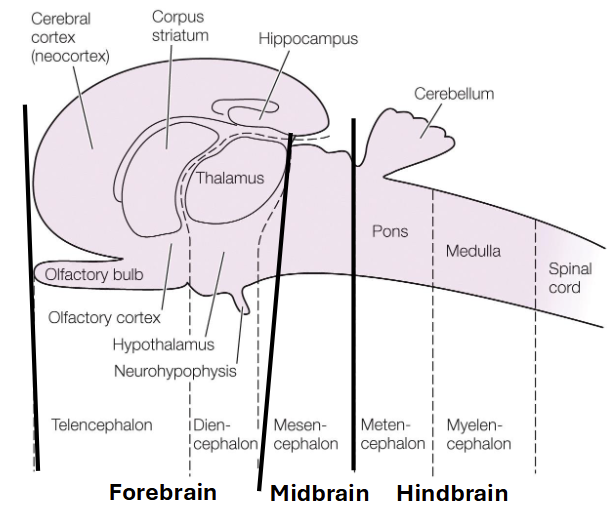 <p>olfactory bulb</p>