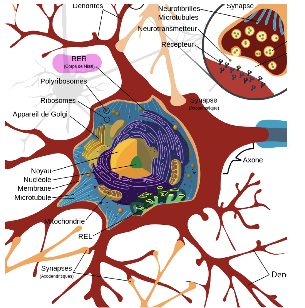 <p>abondant </p><p>avec tt les organites communs à tout les types de cells </p><p>+quelques particularités selon les fonctions spécifiques du neurone</p>