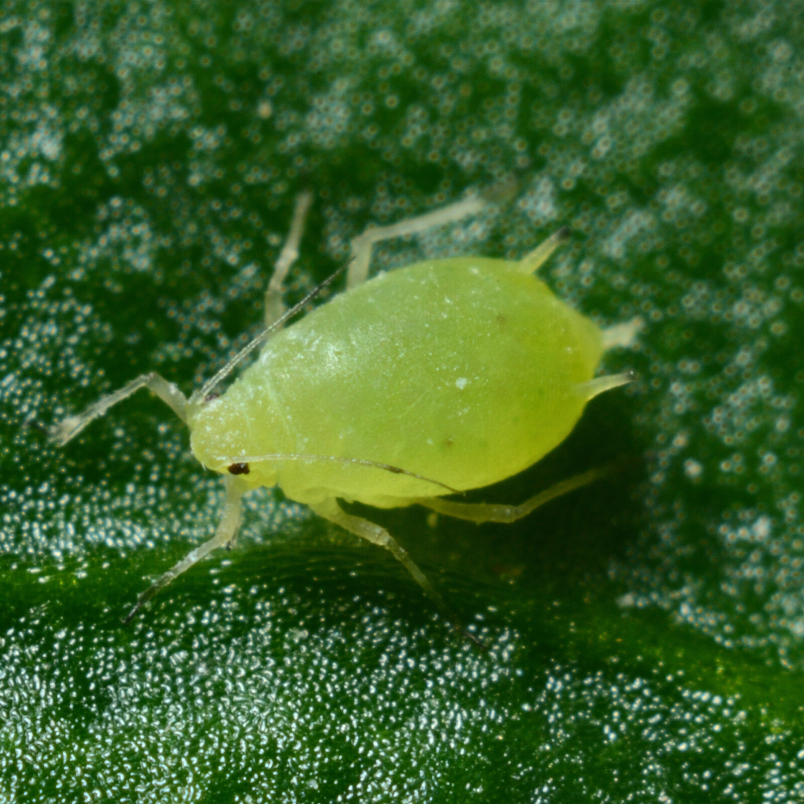 <p>Hemiptera</p><p>aphids</p>