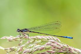 <p>Damselflies- Spaced Veins&nbsp;</p>