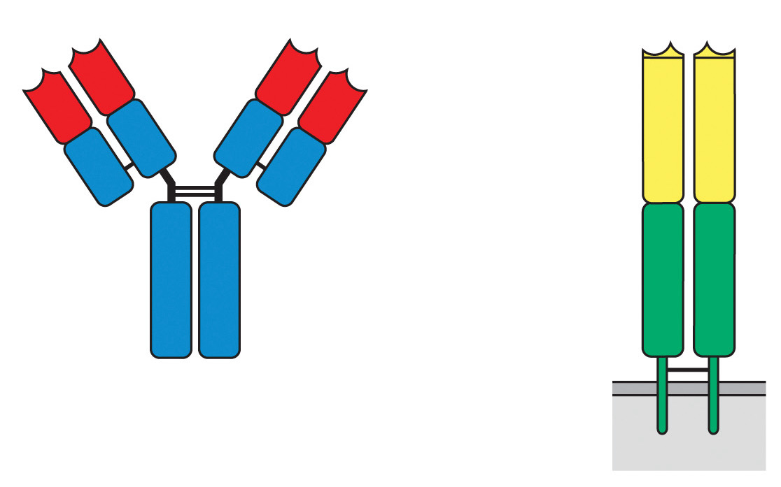 <p>Which region of the antibody &amp; the TCR is variable?</p>