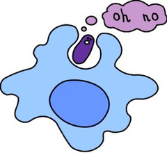 process in which extensions of cytoplasm surround and engulf large particles and take them into the cell (cell eating). Cannot be done if you have a cell wall .