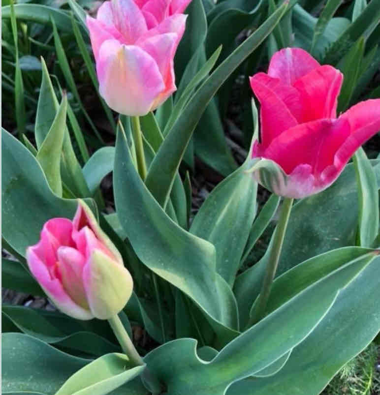 <p><span>Tulipa hybrid</span></p><p><span>Darwin Tulip</span></p>