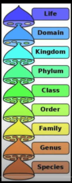 <p>The process of assigning an organism to a particular group (known as a taxa). Domain is the broadest level of grouping (and it includes: archaea, bacteria, and eukarya/eukaryotes), while Species is the narrowest level of grouping.<br></p>