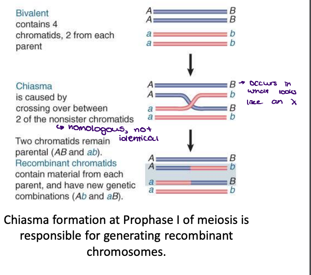 <p>result of crossing over that occurs at a chiasma (pl. chiasmata) during meiosis and involves two of the four chromatids (two non-sister chromatids)</p><ul><li><p>at prophase 1</p></li></ul><ul><li><p>no difference if sister chromatids cross (because they are identical), must be non-sister</p></li></ul>
