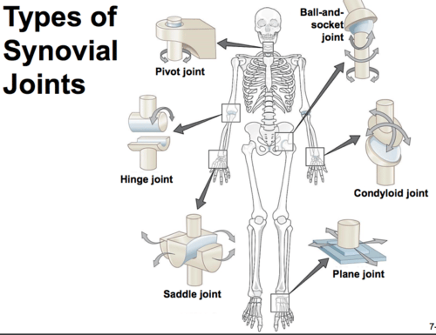 <p>shoulder, elbow, hip, and knee joints.</p>