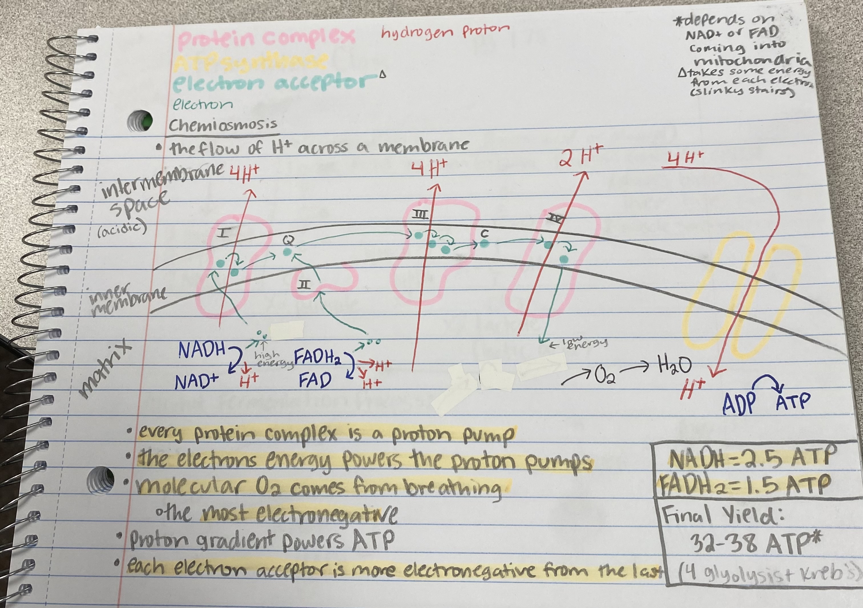 knowt flashcard image