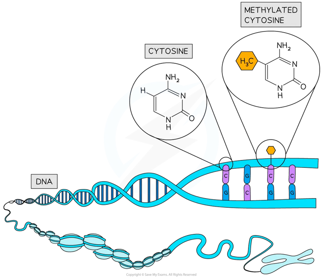 <p><span>•Addition of a <strong><u>methyl group</u></strong> (-CH<sub>3</sub>) to cytosine bases of the <strong><u>DNA</u></strong> molecule.</span></p><p><span>•Usually occurs at sites where cytosine is adjacent to guanine,&nbsp;&nbsp;&nbsp;&nbsp;&nbsp;&nbsp;&nbsp;&nbsp;&nbsp;&nbsp;&nbsp;&nbsp;&nbsp;&nbsp;&nbsp;&nbsp;&nbsp;&nbsp;&nbsp;&nbsp;&nbsp;&nbsp;&nbsp;&nbsp;&nbsp;&nbsp;&nbsp;&nbsp;&nbsp;&nbsp;&nbsp;&nbsp;&nbsp;&nbsp; which is called as <strong><u>CpG site</u></strong> (cytosine-phosphorus-guanine).</span></p><p><span>•DNA methylation <strong><u>tightens</u></strong> the how the DNA coils around the histone.</span></p><p><span>•This will <strong><u>block</u></strong> the gene (DNA) which will prevent the&nbsp;RNA polymerase accessing the gene, and thus not allow transcription to occur.</span></p><p><span>•The attachment of the methyl group will&nbsp;&nbsp;&nbsp;&nbsp;&nbsp;&nbsp;&nbsp;&nbsp;&nbsp;&nbsp;&nbsp;&nbsp;&nbsp;&nbsp;&nbsp;&nbsp;&nbsp;&nbsp;&nbsp;&nbsp;&nbsp;&nbsp;&nbsp;&nbsp;&nbsp;&nbsp;&nbsp;&nbsp;&nbsp;&nbsp;&nbsp;&nbsp;&nbsp;&nbsp;&nbsp;&nbsp;&nbsp;&nbsp;&nbsp;&nbsp;&nbsp;&nbsp;&nbsp;&nbsp;&nbsp;&nbsp;&nbsp;&nbsp;&nbsp;&nbsp;&nbsp;&nbsp;&nbsp;&nbsp;&nbsp;&nbsp;&nbsp;&nbsp;&nbsp;&nbsp;&nbsp;&nbsp;&nbsp;&nbsp;&nbsp;&nbsp;&nbsp;&nbsp;&nbsp; therefore <strong><u>inhibit</u></strong> gene expression, i.e., the gene is <strong><u>switched off</u></strong>.</span></p>
