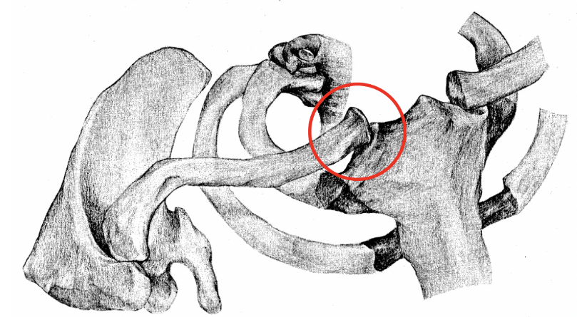 <p>Where is the only bony contact the shoulder girdle has with the axial skeleton?</p>