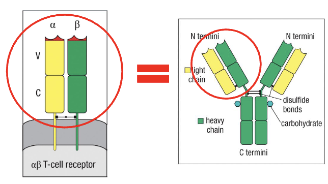<ul><li><p>B-cell receptors (antibodies) and T-cell receptors (TCRs) are both immunoglobulin (Ig)-like receptors</p></li><li><p>Antibody vs TCR: Similar overall structure, but antibody has a Y-shape</p></li><li><p>Variable region:</p><ul><li><p>Binds the antigen</p></li><li><p>Diversity in this region → determines specificity of antigen recognition</p></li></ul></li></ul><p></p>