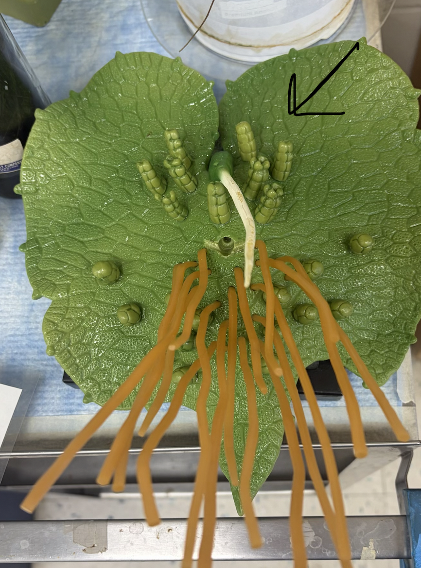 <p>Is this antheridia or archegonia?</p>