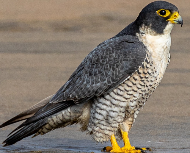 <p>What bird is this? </p>