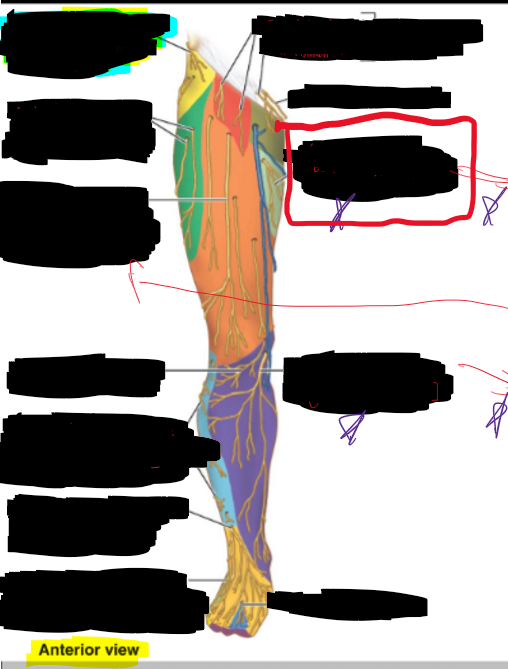 <p>What is the structure circled?</p>