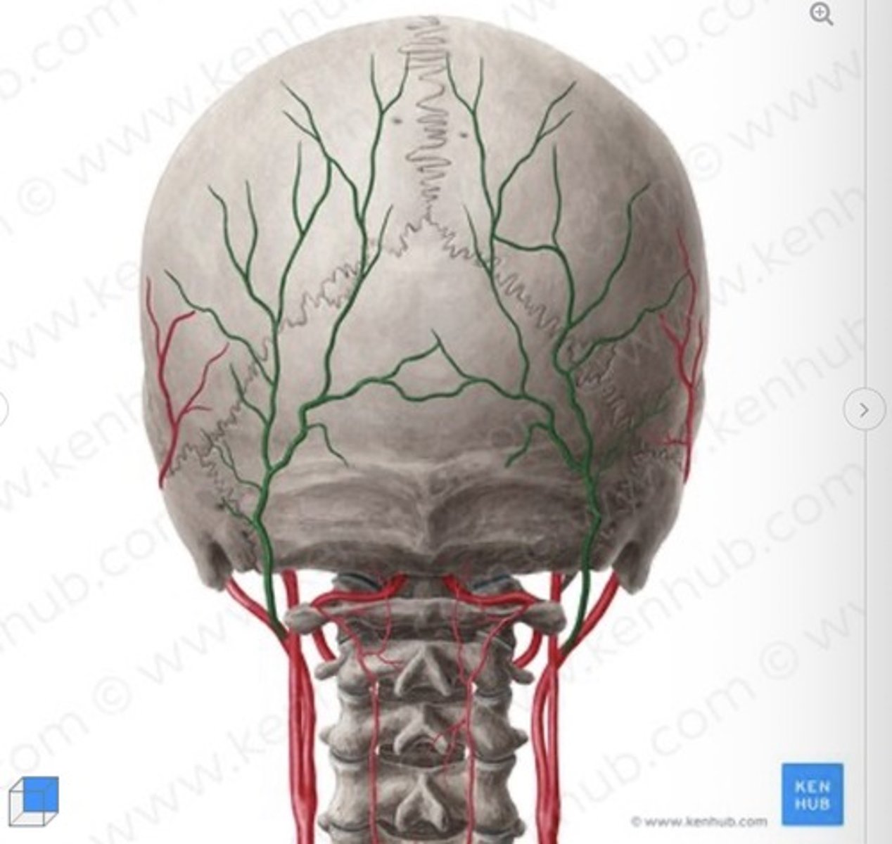 knowt flashcard image