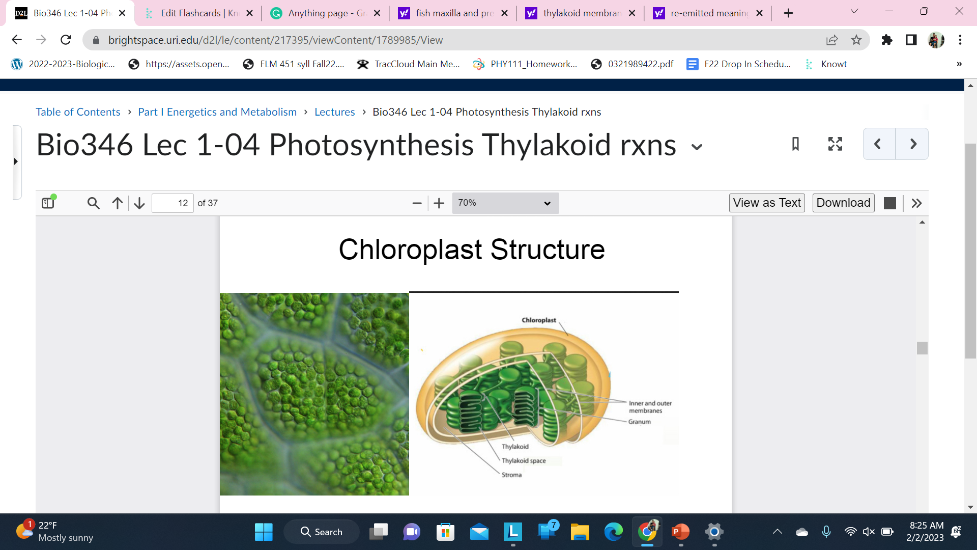 Leaf Cells

\
Photosynthetic Pigments (Chlorophyll etc.) and Photosystems are located in the thylakoid membranes inside the chloroplast

\
remember stroma

\
thylakoid membrane should not be green they should be… 