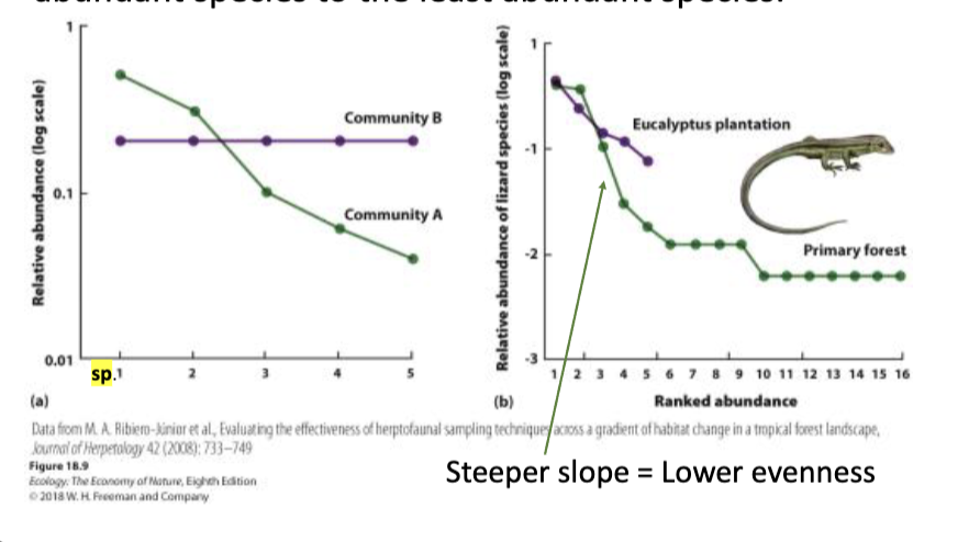 <p>A curve that plots the relative abundance of each species in a community in rank order from the most abundant species to the least abundant species</p>
