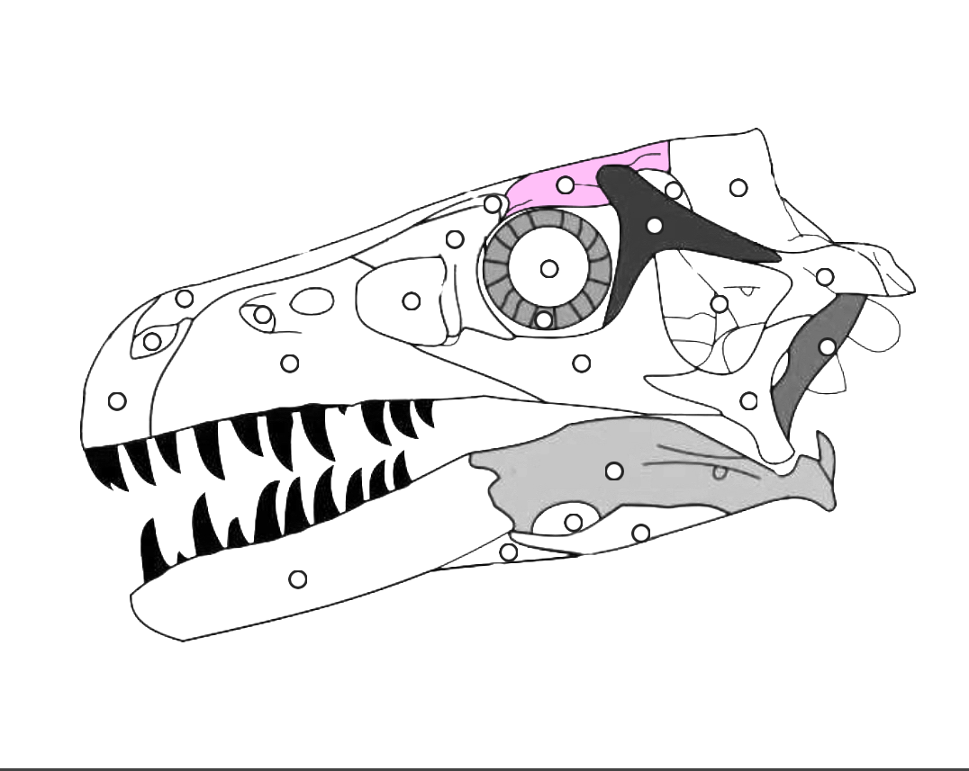 <p>What part of the dinosaur skull is this?</p>