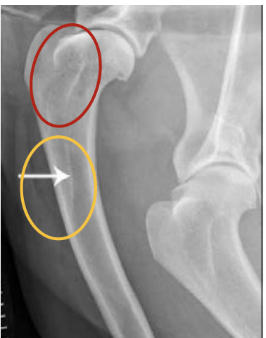<p>what is the orange circle highlighting?</p>