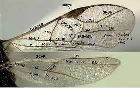 <p>Family: Braconidae</p><p></p><p>Antennae long - more than 16 segments</p><p>1st submarginal cell and 1M cell separate in forewing (No horse shape)</p>