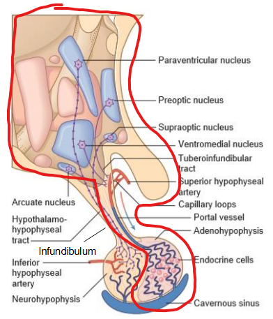 <p>Anterior pituitary doesn’t act alone, it is tightly regulated by parvocellular neurosecretory neurons.</p><ul><li><p>Found in regions of arcuate nucleus, paraventricular nucleus, and preoptic nucleus.</p></li></ul><p>These neurons send short axons to the median eminence → hormone released to primary capillary plexus supplied by superior hypophyseal artery → blood drains to hypophyseal portal veins → signals carried to secondary capillary plexus in the anterior pituitary → endocrine cells in surrounding respond by releasing their own hormones.</p><ul><li><p>Allows for precise localized control of hormone secretion.</p></li></ul><p></p>