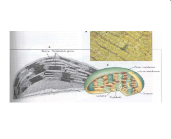 <p>chloroplasts characteristics?</p>