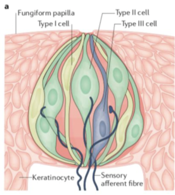 <ul><li><p>we have 2000-5000 taste buds (on tongue, pharynx, palate, epiglottis and small intestine)</p></li><li><p>Each taste bud is cluster of 50-100 columnar epithelial cells </p></li><li><p>Taste buds have undifferentiated “immature” taste cells </p></li><li><p>3 main cell types= Type I (yellow), II (green)and III (blue)</p><p></p></li></ul><p></p>