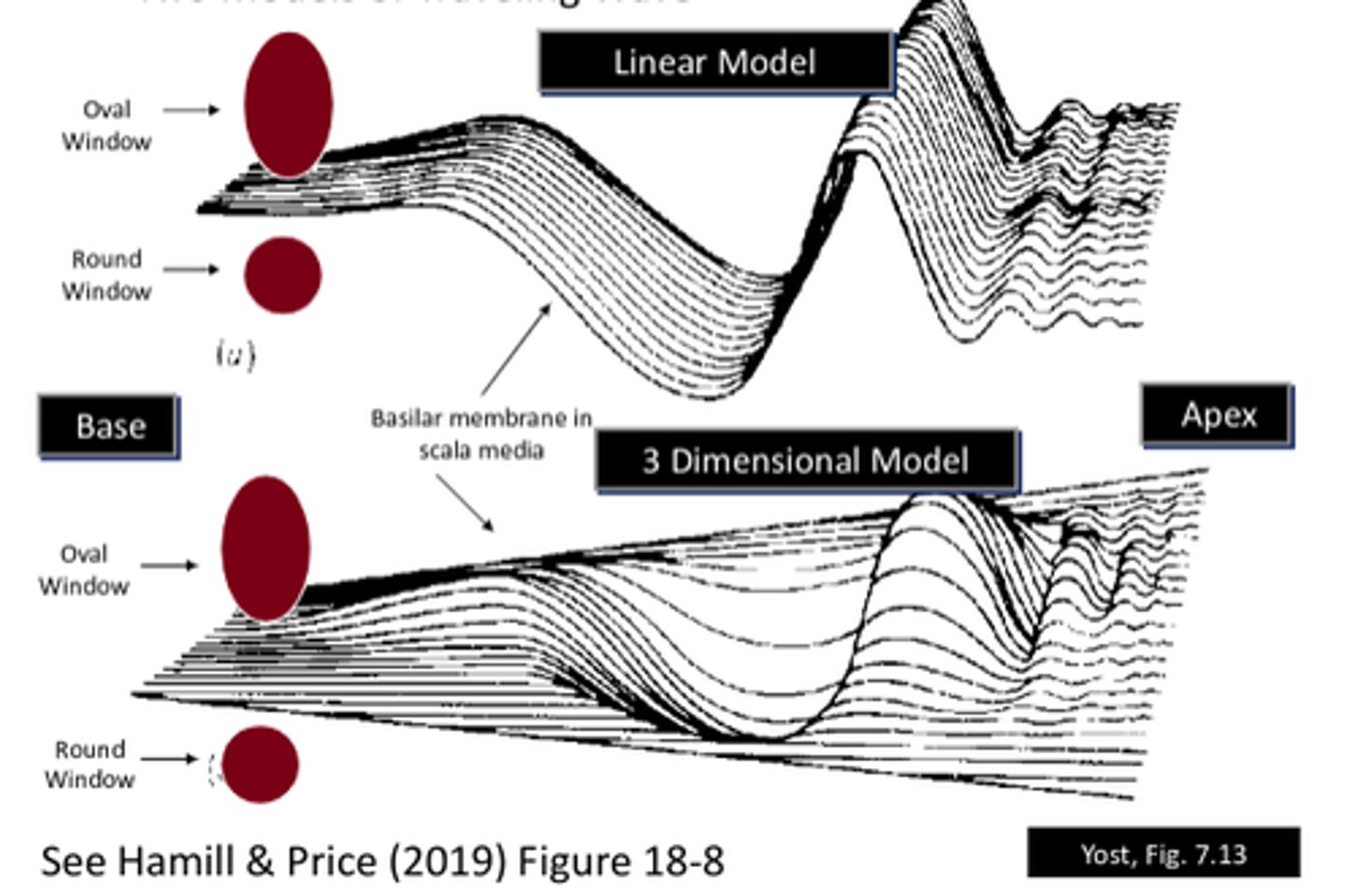 <p>linear and 3D model</p>