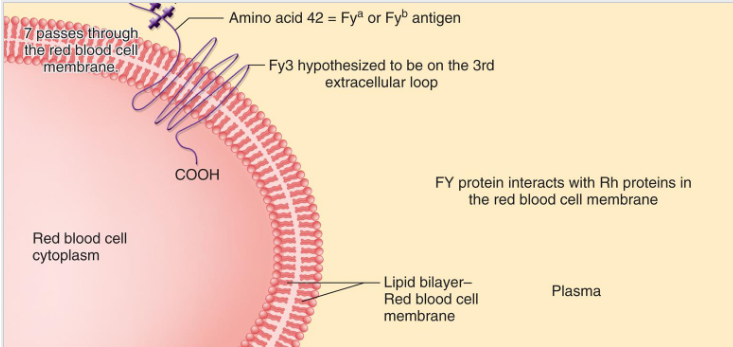 <p>Fy<sup>a</sup> and Fy<sup>b</sup> are receptors for Plasmodium vivax and knowlesi, may offer protection against malaria</p><ul><li><p>Fy(a+b-) 17% Whites, 9% Blacks, 91% Chinese</p></li><li><p>Fy(a+b+) 49% Whites, 1% Blacks, 9% Chinese</p></li><li><p>Fy(a-b+) 34% Whites, 22% Blacks, 0.3 Chinese</p></li><li><p><strong><u>Fy(a-b-) very rare Whites, 68% Blacks, 0% Chinese</u></strong></p></li></ul><p></p>