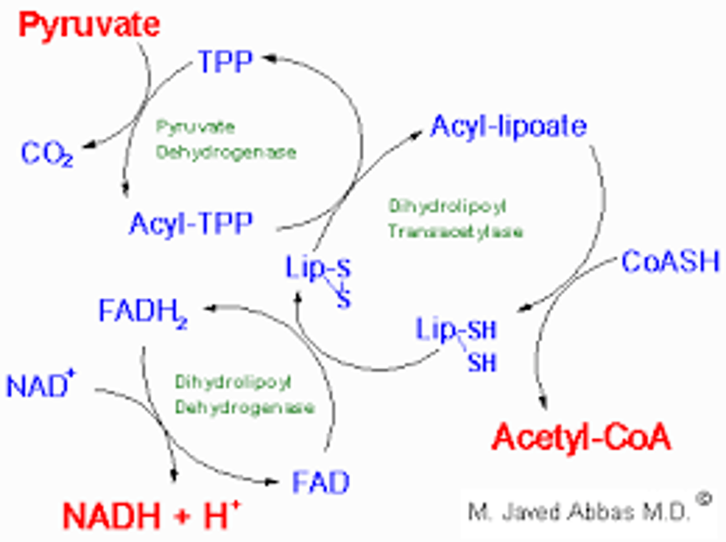 <p>(B) I and II only</p><p>Each of the following are cofactors used by Pyruvate Dehydrogenase:</p><p>I. CoA and Thiamine Pyrophosphate</p><p>II. Lipoic acid and FAD</p><p>III. NAD+ only</p>